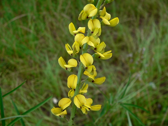 {Crotalaria lanceolata}